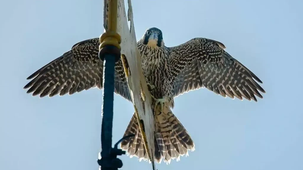 Peregrine Falcon on Lincoln Cathedral Nature and Architecture Tour